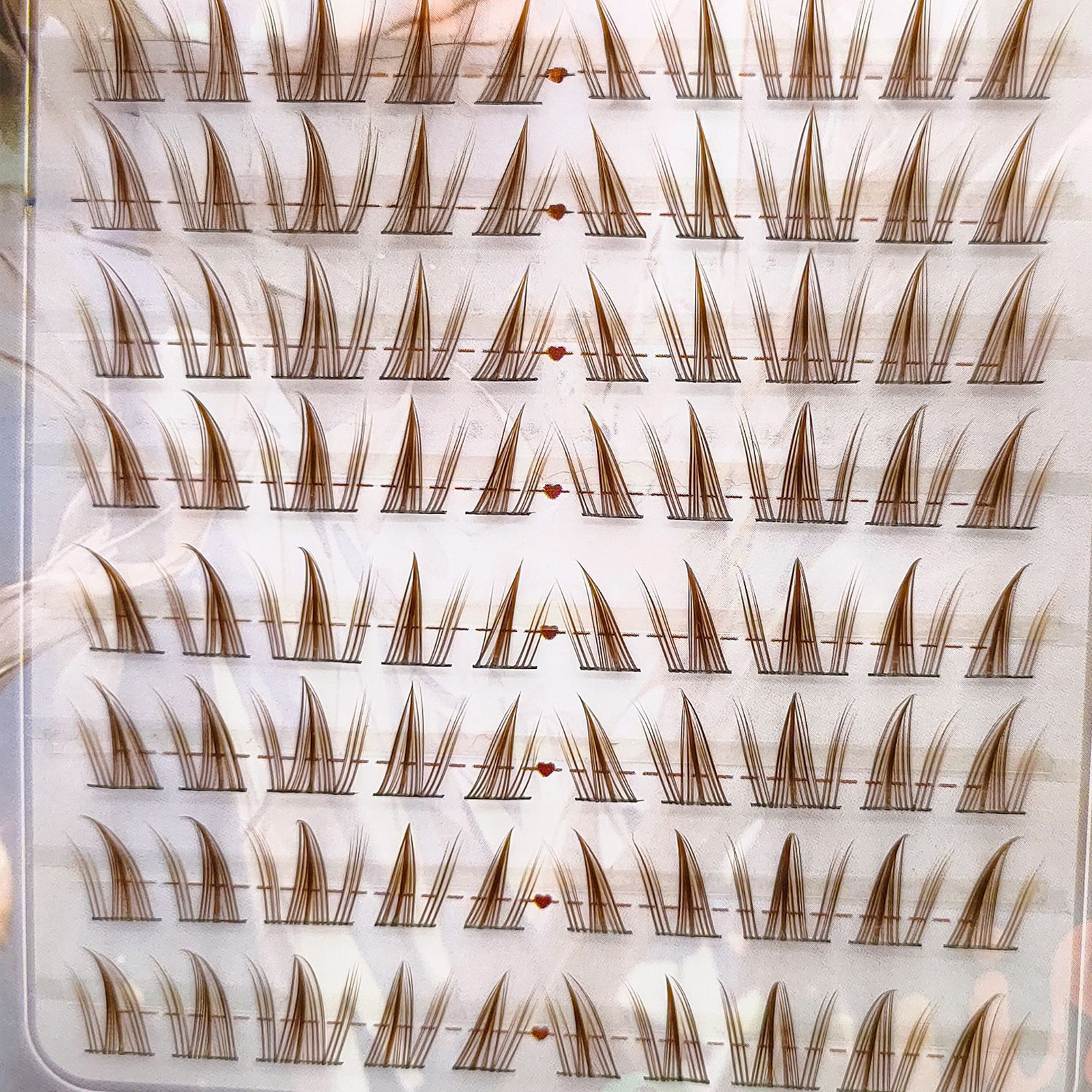 Brown Sunflower DIY Lash Clust - Hair Care Korea บทวิจารณ์และราคา